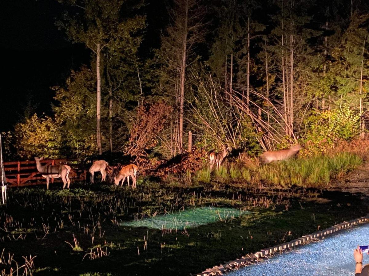 Pensiunea Farmecul Naturii Si Casute Individuale De Inchiriat Colibiţa Exterior foto